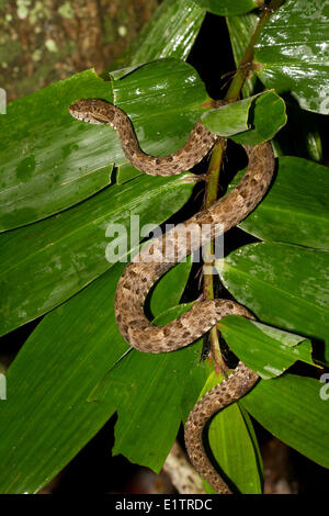 Western fer-de-lancia, Terciopelo, Bothrops atrox, Amazon lowlands, Rio Napo, Ecuador Foto Stock