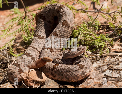 Nastrare Rattlesnake Rock, Crotalus lepidus klauberi, Chiricuah National Park, Arizona, Stati Uniti d'America Foto Stock