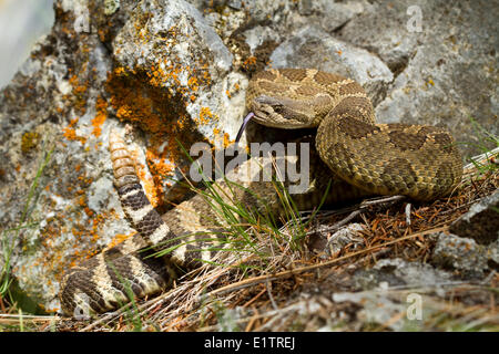 Western Rattlesnake, Pacifico settentrionale Rattlsnake, Crotalus oreganus, Okanagan, Kamloops, BC, Canada Foto Stock
