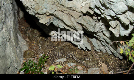 Western Rattlesnake, Pacifico settentrionale Rattlsnake, Crotalus oreganus, snake den, Okanagan, Kamloops, BC, Canada Foto Stock