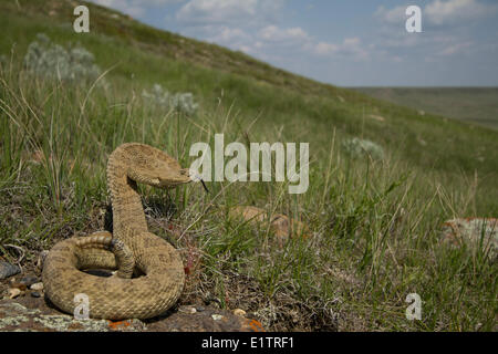 Prairie Rattlesnake, Crotalus viridis viridis, praterie National Park, Saskatchewan, Canada Foto Stock