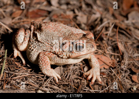 Pezzata di rosso, Toad Bufo punctatus, Arizona, Stati Uniti d'America Foto Stock