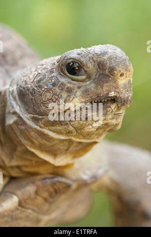 Gopher tartaruga, Gopherus polyphemus, Florida Everglades, STATI UNITI D'AMERICA Foto Stock