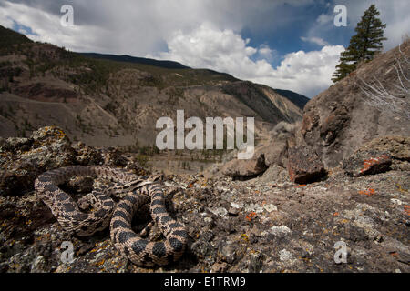 Grande Bacino Gopher Snake, Pituophis catenifer deserticola, Interior BC, Okanagan, Canada Foto Stock