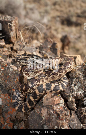 Grande Bacino Gopher Snake, Pituophis catenifer deserticola, Interior BC, Okanagan, Canada Foto Stock