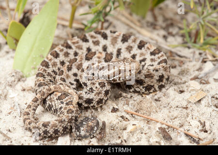 Rattlesnake nana, Sistrurus miliarius, Florida, Stati Uniti d'America Foto Stock