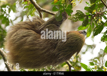 Linneo per le due dita bradipo, Choloepus didactylus, Rio Napo, bacino amazzonico, Ecuador Foto Stock