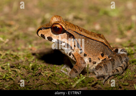 Smoky Jungle Rana, Leptodactylus savagei, Rio Napo, bacino amazzonico, Ecuador. Foto Stock