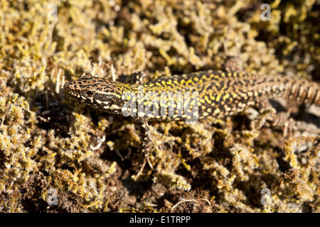 Parete comune lucertola Podarcis muralis, Victoria, BC, Canada Foto Stock