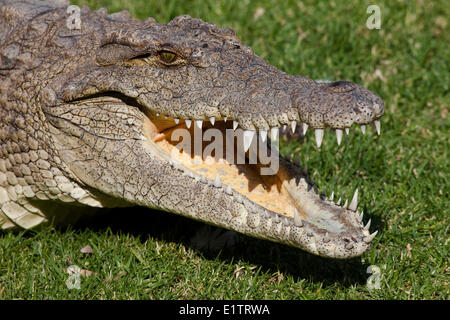 Coccodrillo del Nilo, Crocodylus niloticus, fattoria di coccodrilli, Johannesburg, Sud Africa Foto Stock