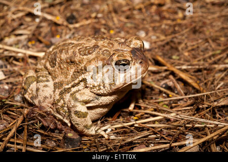 Woodhouse's Toad, Bufo woodhousii, Arizona, Stati Uniti d'America Foto Stock