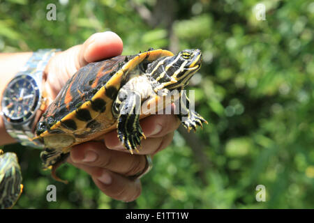 Dipinto di tartaruga, Chrysemys picta, Everglades National Park, sito Patrimonio Mondiale dell'UNESCO, Florida, Stati Uniti d'America Foto Stock