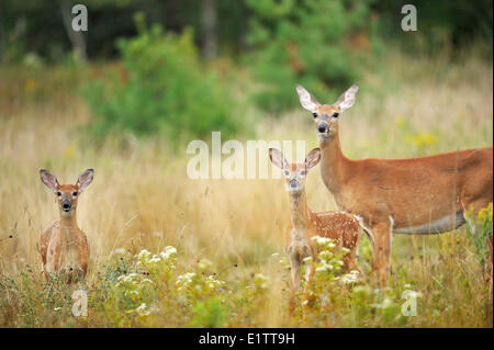 White-Tailed Deer, Odocoileus virginianus, in piedi di clearing, Northern Ontario, Canada. Foto Stock