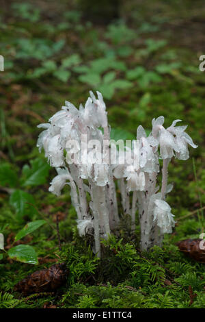 Impianto di Ghost Indian condotto o impianto di cadavere Monotropa uniflora una pianta erbacea pianta perenne Vancouver Island British Columbia Canada Foto Stock