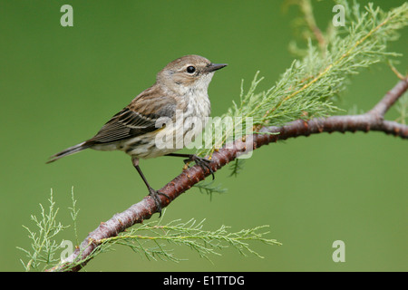 Giallo-rumped trillo - Setophaga coronata (Mirto) - Femmina Foto Stock