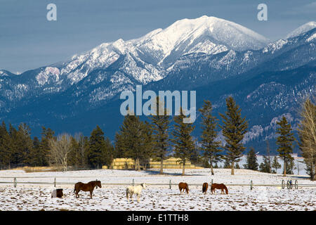 I cavalli in inverno, Columbia Lago, Est Kootney, British Columbia, Canada Foto Stock