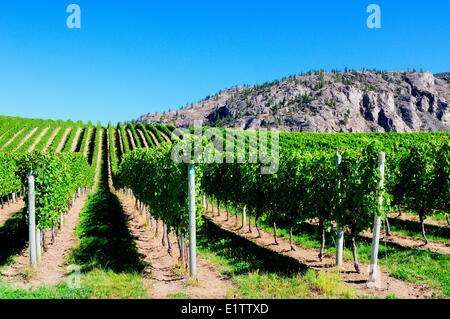 Righe di uva sulla vite a Bear Cub vigneto in Osoyoos, BC. Foto Stock