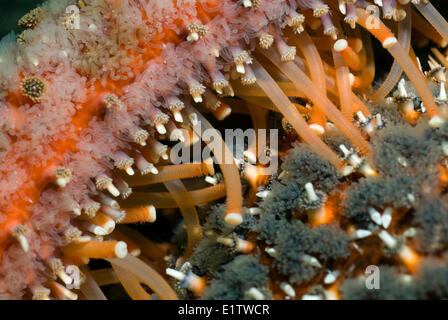 Dettaglio di un girasole starfish, pycnopodia helianthoides, nello stretto di Georgia, British Columbia, Canada. Foto Stock