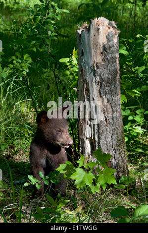 American Black Bear Cub in piedi vicino a decomporsi ceppo di albero, Ursus americanus, in acque di confine Area di canoa, Minnesota Foto Stock