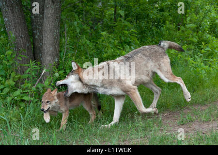 Adulto lupo grigio cucciolo di pinzatura per disciplina; Minnesota; (Canis lupus); Foto Stock