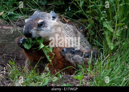 Marmotta genitore mangiare le foglie di tarassaco con due bimbi nelle vicinanze; (Marmota monax); Minnesota. Foto Stock