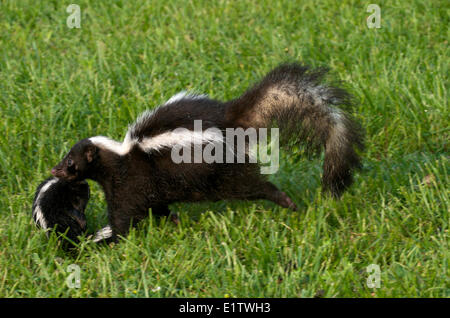 Wild Striped skunk (Mephitis mephitis) madre bambino portando al new den ubicazione, Quetico Provincial Park, Ontario Foto Stock