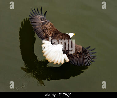 Aquila calva, Haliaeetus leucocephalus, volare basso sulla superficie dell'acqua intorno a Prince Rupert, Canada Foto Stock