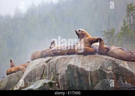 Steller leoni marini (Eumetopias jubatus aka northern Sea Lion) in appoggio su una roccia lungo la grande orso foresta pluviale al British Foto Stock