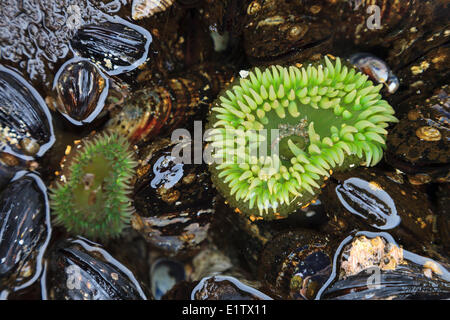 Un gigante di Anemone verde circondato da California le cozze in una tidepool sull isolotto Whalers Clayoquot Sound della Columbia britannica in Canada. Foto Stock