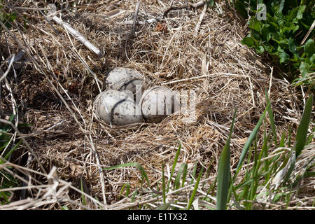 Comune nido Murre Mingan Parco Nazionale Arcipelago de riserva il Parc National de l'Archipel de Mingan Duplessis Northshore St Foto Stock