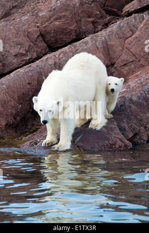 Madre di orso polare (Ursus maritimus) e yearling cub, arcipelago delle Svalbard, artico norvegese Foto Stock