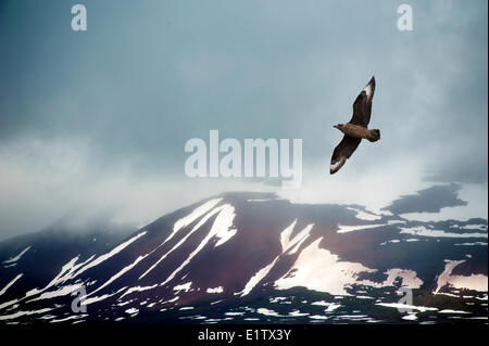 Grande skua (Stercorarius skua), arcipelago delle Svalbard, artico norvegese Foto Stock