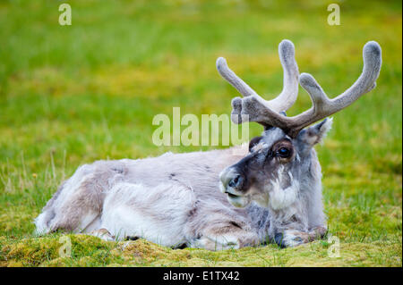 Mothing renna delle Svalbard bull (Rangifer tarandus platyrhynchus), arcipelago delle Svalbard, artico norvegese Foto Stock