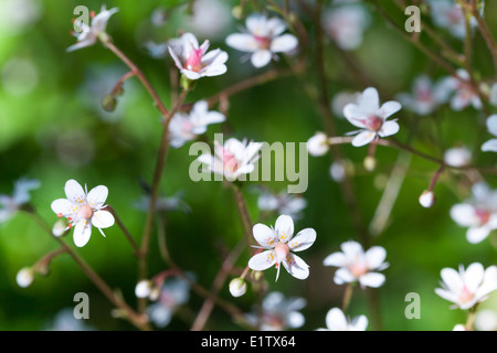 Foto macro di bianco piccoli fiori selvatici nella foresta Foto Stock