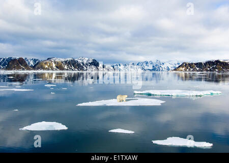 Orso polare (Ursus maritimus) scomparsa sul mare di ghiaccio, Svalbard Archipelgo, artico norvegese Foto Stock