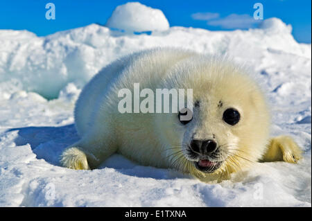 Bianco guarnizione arpa baby (guarnizione a doppio spiovente Pagophilus groenlandicus) non più vecchio di 12 giorni sul ghiaccio floe golfo di San Lorenzo Foto Stock