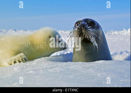 Baby arpa tenuta con madre conosciuto anche come guarnizione a doppio spiovente Pagophilus groenlandicus fotografato nel Golfo di Saint Lawrence sulla Foto Stock