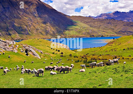 Terreni coltivati sulle rive del lago Hawea di Central Otago, South Island, in Nuova Zelanda. Foto Stock