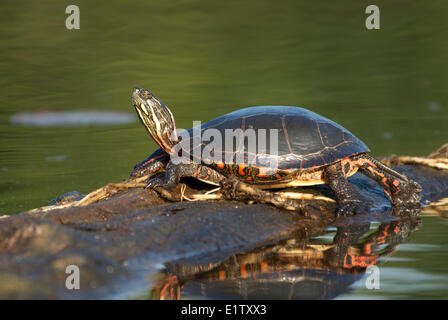 Dipinto di Turtle sunning su un log di Muskoka Ontario Foto Stock