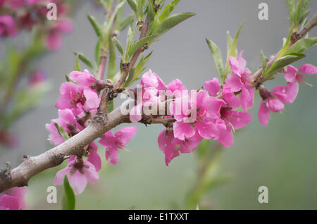 Close up di un fiore di ciliegio albero. Foto Stock