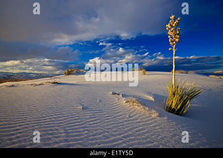 White Sands National Monument, Nuovo Messico, STATI UNITI D'AMERICA Foto Stock