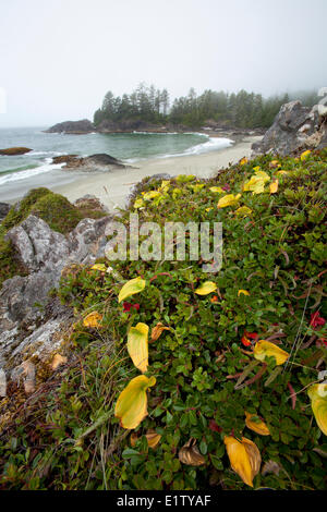 Nativo di le piante che crescono lungo le spiagge di radar in Pacific Rim National Park vicino a Tofino British Columbia Canada sull'Isola di Vancouver Foto Stock