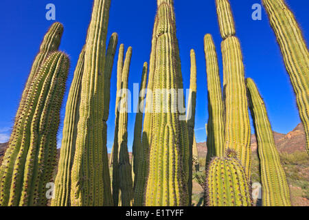 Organo a canne cactus, Stenocereus thurberi, organo a canne monumento nazionale, Arizona, Stati Uniti d'America Foto Stock