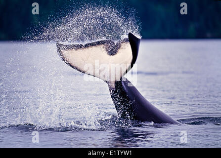 Orca whale sventolare con la sua coda fluke, orcinus orca, British Columbia, Canada Foto Stock