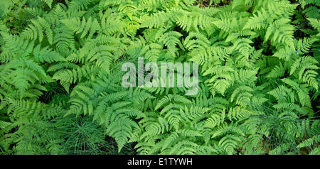 Panoramica della foresta orizzontale piano oak fern Gymnocarpium dryopteris equiseto Equisitum sp. in abete bianco Picea glauca - Foto Stock