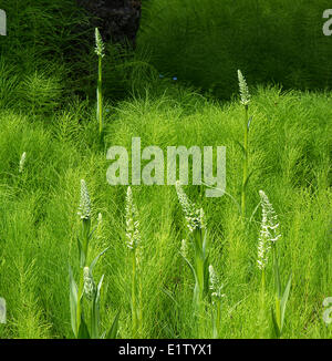 Frog orchid Coeloglossum viride in equiseto equiseto sp. Coperchio western red cedar Thuja plicata western hemlock Tsuga Foto Stock