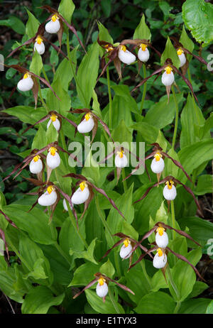 Wild Orchid mountain ladyslipper Cypripedium montanum sulla riva del lago di Quesnel, Cariboo, BC Foto Stock