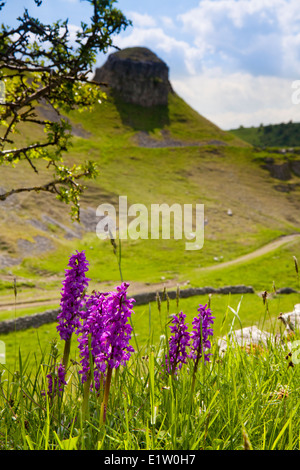 Inizio viola orchidee in Cressbrook Dale, Peak District, Derbyshire, in Inghilterra, Regno Unito Foto Stock