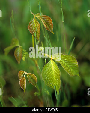 Poison Ivy (Toxicodendron Radicans) in primavera. Foto Stock