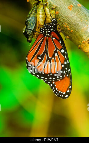 Regina Butterfly (Danaus gilippus thersippus) emergenti caso pupa residente in estrema meridionale degli Stati Uniti Sud attraverso Foto Stock